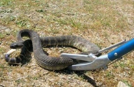 לכידת נחשים בבענה
