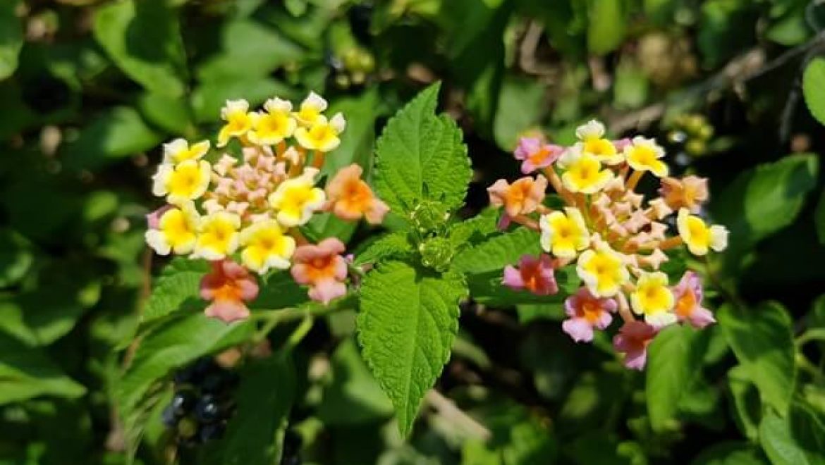 הרחקת נחשים בגן יבנה